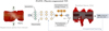 Thumbnail: Fig. 3 Refer to the following caption and surrounding text.